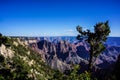 North Rim Grand Canyon Landscape View Royalty Free Stock Photo