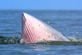 Bryde's Whale