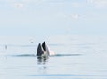 Bryde's whale