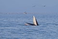 Bryde's Whale Balaenoptera edeni