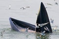 Bryde's Whale Balaenoptera edeni Eating