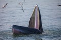 Bryde`s whale Royalty Free Stock Photo