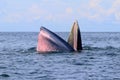 Bryde`s whale or Eden`s whale Royalty Free Stock Photo