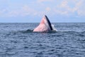 Bryde`s whale or Eden`s whale Royalty Free Stock Photo