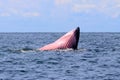 Bryde`s whale or Eden`s whale Royalty Free Stock Photo