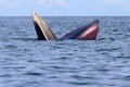 Bryde`s whale or Eden`s whale Royalty Free Stock Photo