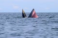 Bryde`s whale or Eden`s whale Royalty Free Stock Photo