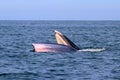 Bryde`s whale or Eden`s whale Royalty Free Stock Photo