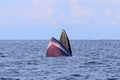 Bryde`s whale or Eden`s whale Royalty Free Stock Photo