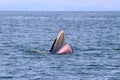 Bryde`s whale or Eden`s whale