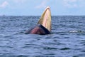 Bryde`s whale or Eden`s whale Royalty Free Stock Photo