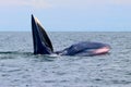 Bryde`s whale or Eden`s whale Royalty Free Stock Photo