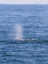 Bryde`s whale, Eden`s whale eating fish and blowing out air at the surface from twin blowholes at gulf of Thailand Royalty Free Stock Photo