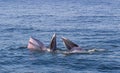 Bryde`s whale, Eden`s whale eating fish and blowing out air at the surface from twin blowholes at gulf of Thailand Royalty Free Stock Photo