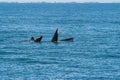 Bryde`s whale, Eden`s whale eating fish and blowing out air at the surface from twin blowholes at gulf of Thailand Royalty Free Stock Photo