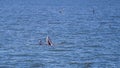 Bryde`s whale, Eden`s whale eating fish and blowing out air at the surface from twin blowholes at gulf of Thailand Royalty Free Stock Photo