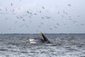 Bryde's whale feeding Royalty Free Stock Photo