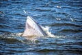 Bryde's whale Royalty Free Stock Photo