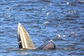 Bryde's whale Royalty Free Stock Photo