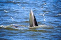 Bryde's whale Royalty Free Stock Photo