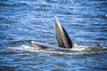 Bryde's whale Royalty Free Stock Photo