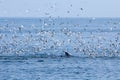 The Bryde's Whale.