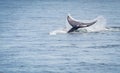 the bryde\'s whale in the sea Royalty Free Stock Photo