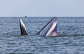 Bryde's whale in Thailand