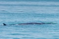 Bryde whale