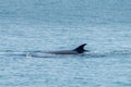 Bryde whale