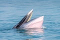 Bryde whale
