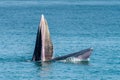 Bryde whale