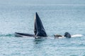 Bryde whale