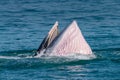 Bryde whale