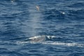 Brydes vinvis, Brydes whale, Balaenoptera brydei