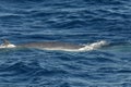 Brydes vinvis, Brydes whale, Balaenoptera brydei