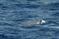 Brydes vinvis, Brydes whale, Balaenoptera brydei