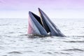 Brydes whale Royalty Free Stock Photo