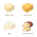 Brynza, smoked, colby jack, pepper jack.Different types of cheese set collection icons in cartoon style vector symbol