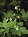 Bryonia alba plant in bloom