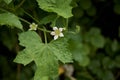 Bryonia alba vine in bloom