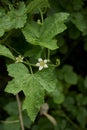 Bryonia alba vine in bloom