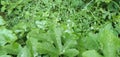 Bryonia dioica, Bryonia cretica leaf Rain drops on the leaves gaden plant