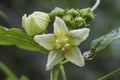 Bryonia dioica known by the common names red bryony and white bryony also English mandrake or ladies\' seal