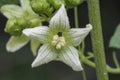 Bryonia dioica known by the common names red bryony and white bryony also English mandrake or ladies\' seal