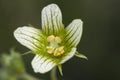 Bryonia dioica mandrake or ladies seal very toxic climbing plant with beautiful greenish white flowers