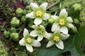 Bryonia dioica wildflowers