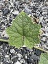 Bryonia laciniosa leaf in nature garden