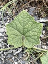 Bryonia laciniosa leaf in nature garden