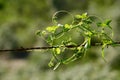 Bryony on a wire